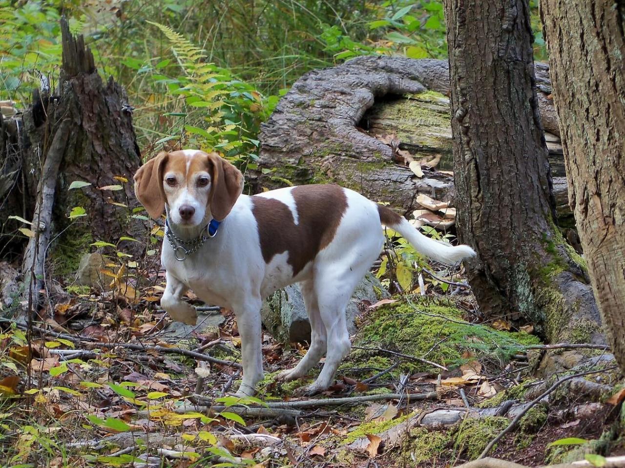 How To Find A Lost Dog In The Woods