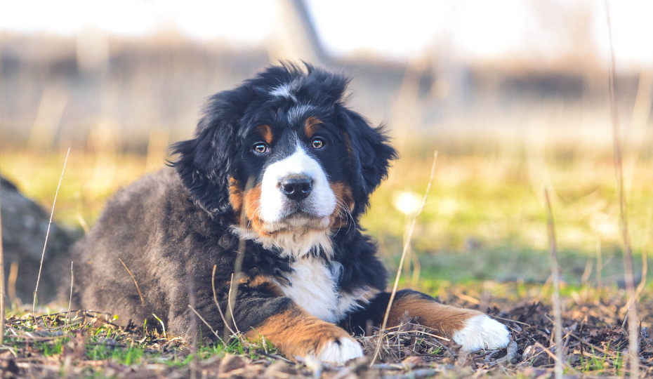 Bernese Mountain Dog Growth & Weight Chart: Everything You Need To Know |  Pawlicy Advisor
