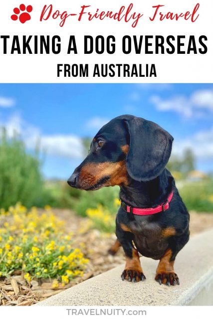 How To Take Your Dog Overseas From Australia - Travelnuity