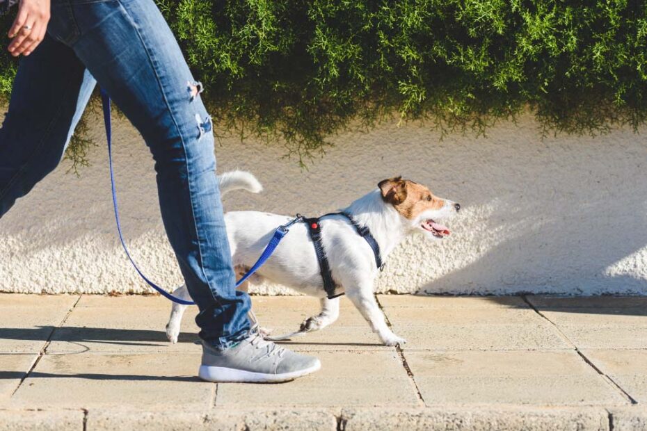 Master The Art Of Dog Walking: 10 Essential Tips For Every Dog Parent · The  Wildest