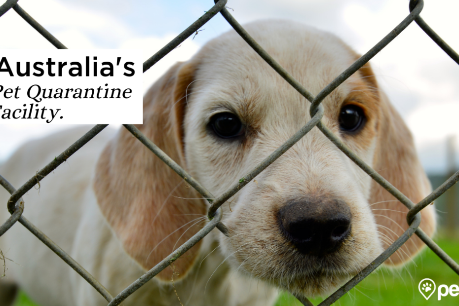 Quarantine For Dogs And Cats In Australia