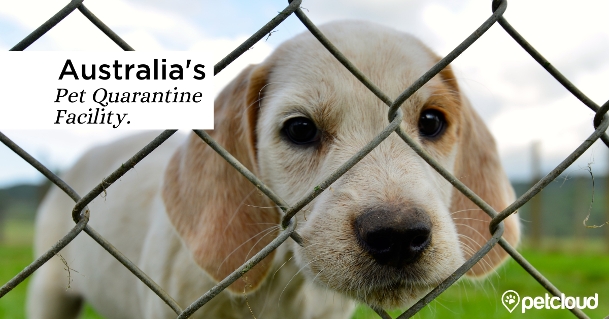 Quarantine For Dogs And Cats In Australia