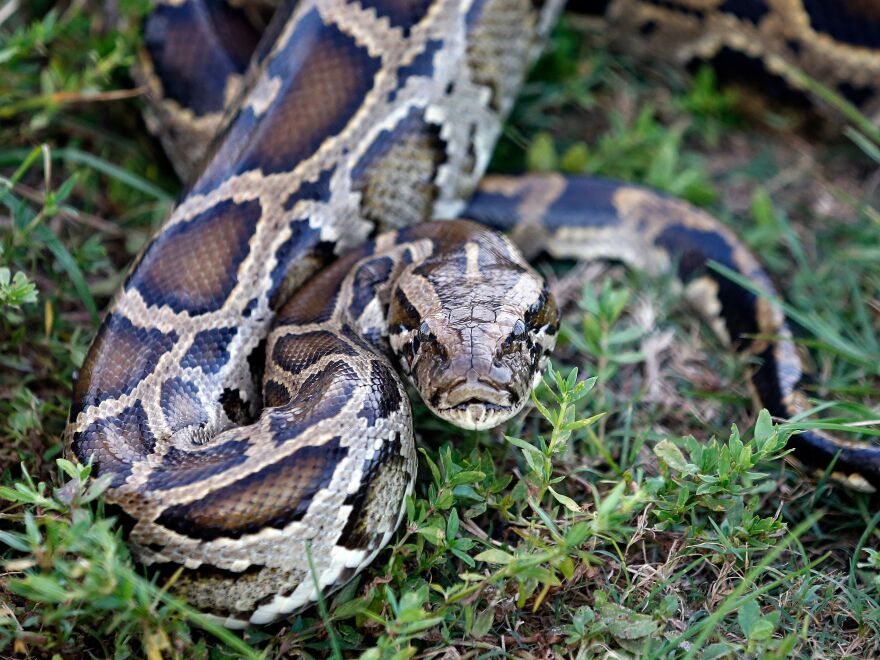 A Python Invasion Has Exploded Out Of The Everglades | Wusf Public Media