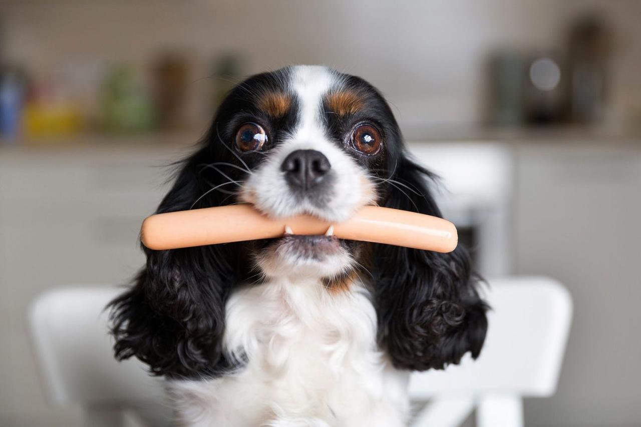 Can Dogs Eat Hot Dogs? What To Know About Using Them As Treats