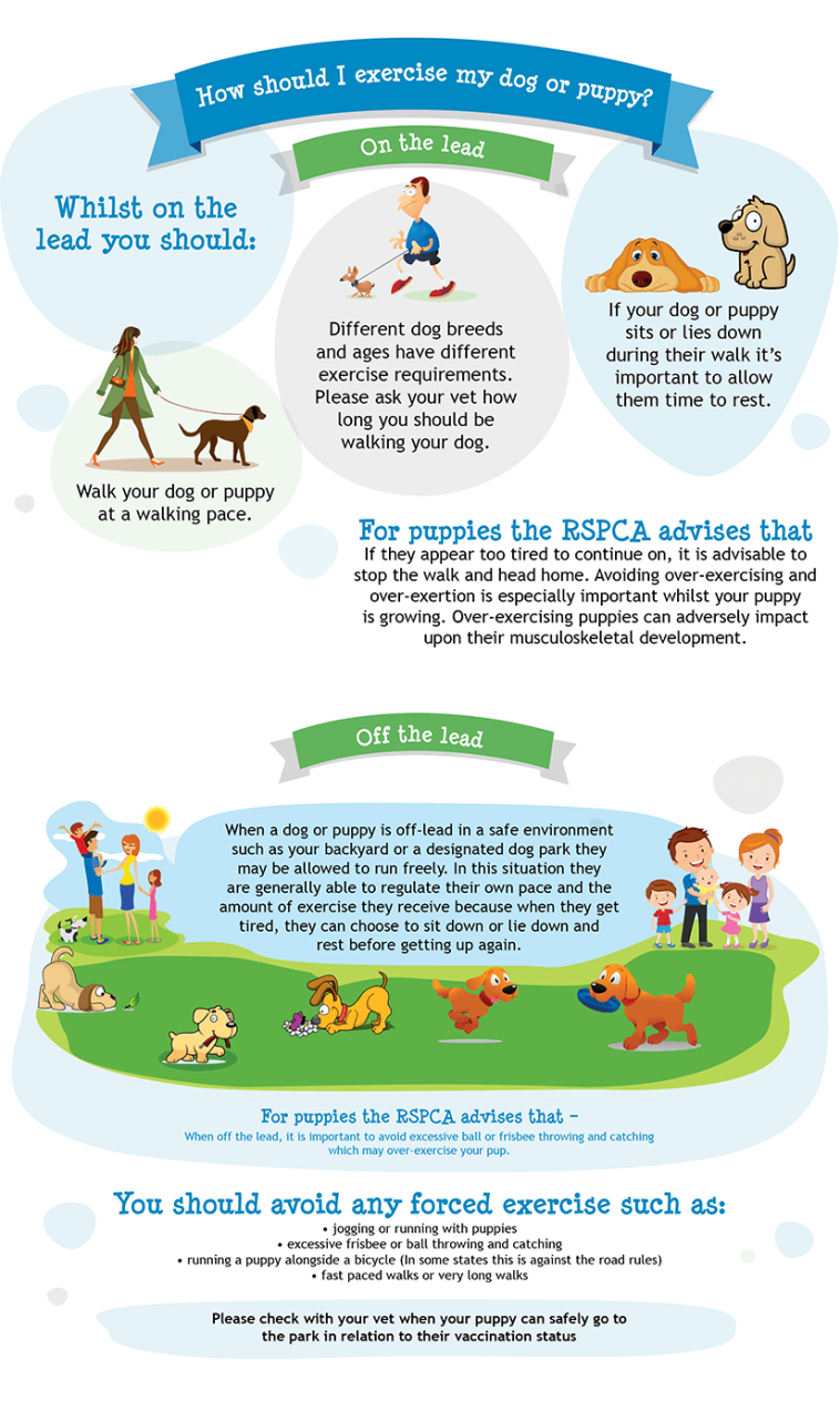 Safely Exercise Your Dog Or Puppy | Rspca Pet Insurance