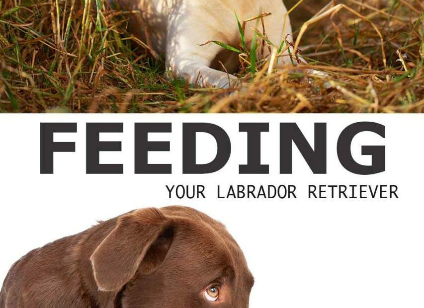 Labrador Feeding Demystified: A Comprehensive Expert Guide