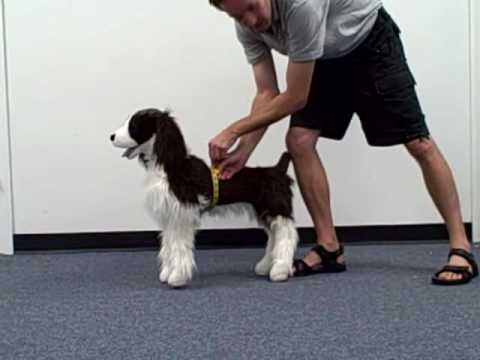 Measuring Your Dog For A Thundershirt - Youtube