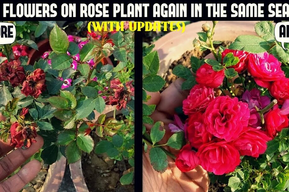 How To Get Roses To Re-Bloom-100% Result ( With Updates) - Youtube