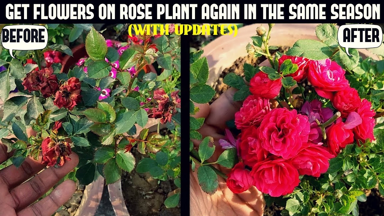 How To Get Roses To Re-Bloom-100% Result ( With Updates) - Youtube