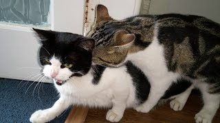 How To Tell Which Cat Is Dominant - (Answered & Explained)