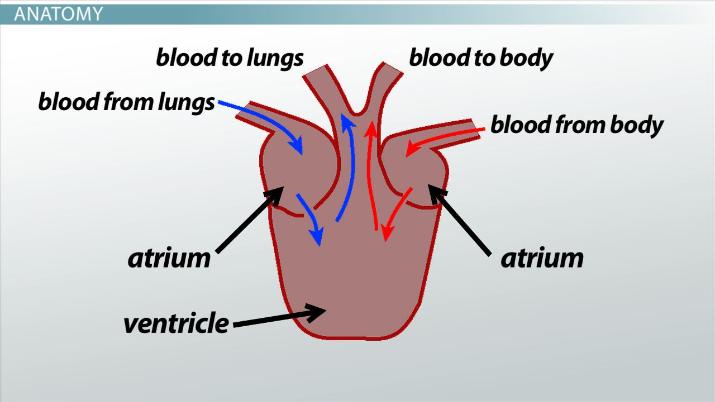 Three-Chambered Heart | Overview & Examples - Video & Lesson Transcript |  Study.Com