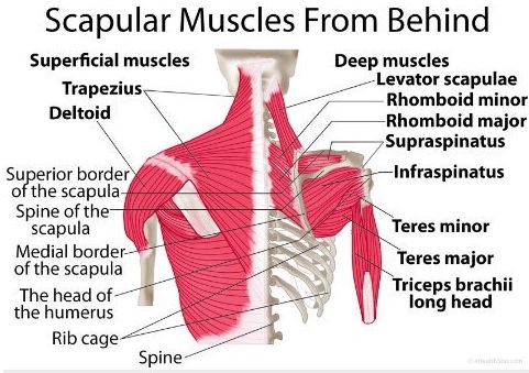 Metaphysical Cause Of Shoulder, Upper Back Pain | Ravenstarshealingroom'S  Blog