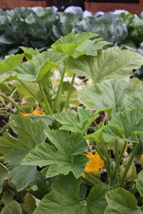 Growing Spaghetti Squash From Seed To Harvest