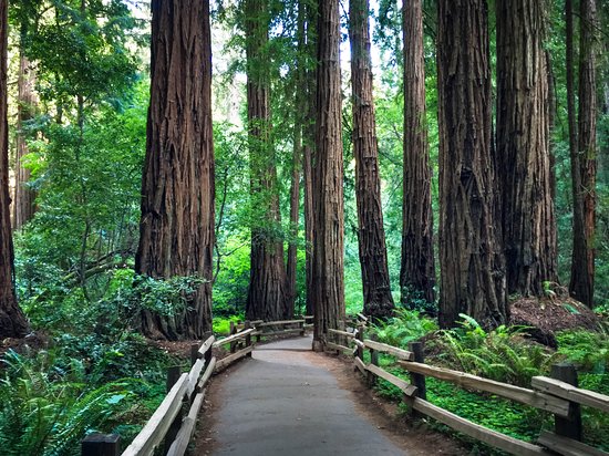 Tips For Transportation To And From - Review Of Muir Woods National  Monument, Mill Valley, Ca - Tripadvisor