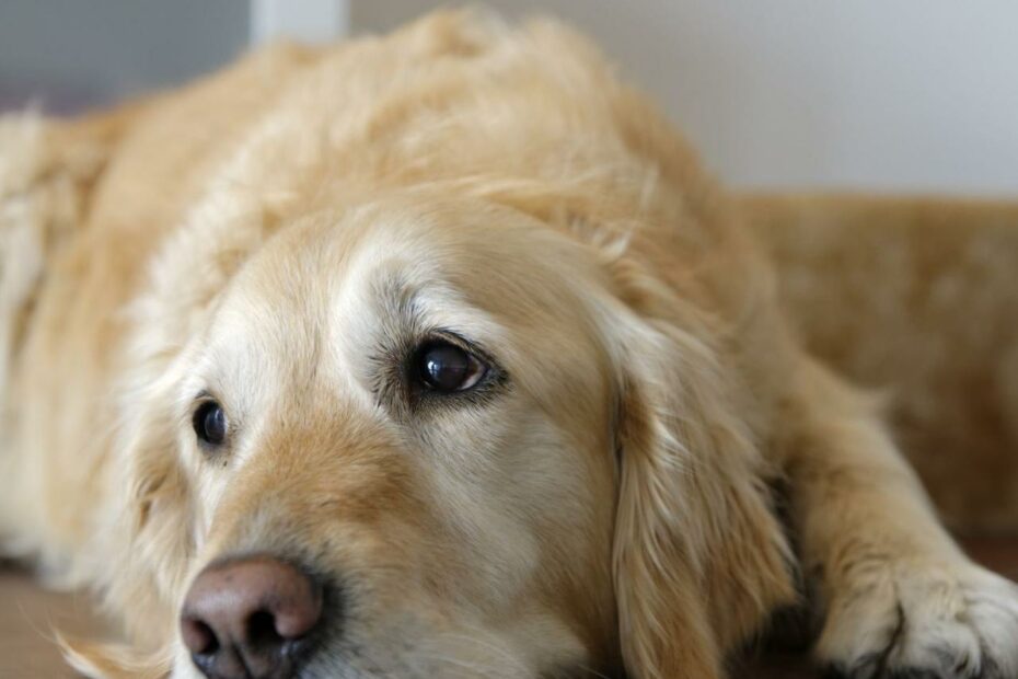 7 Ways To Remember Your Dog After They Have Died